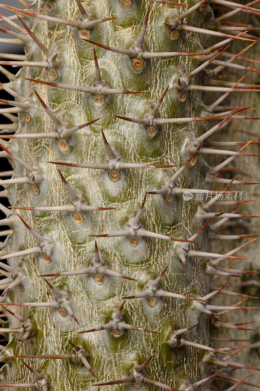 Pachypodium lamerei马达加斯加棕榈